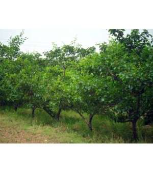 供应1-25公分山楂树|苹果树|桃树|杏树|梨树|枣树柿子树